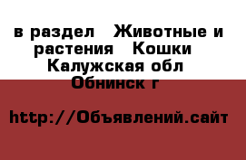  в раздел : Животные и растения » Кошки . Калужская обл.,Обнинск г.